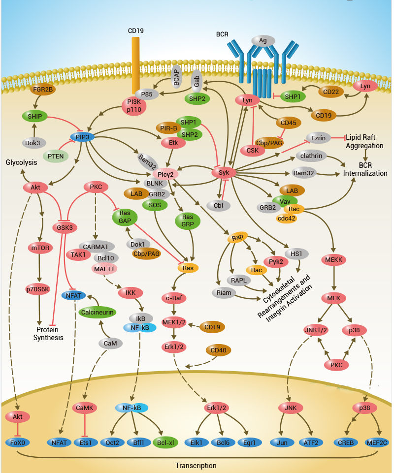 B-Cell-Receptor-Signaling-Pathway.png
