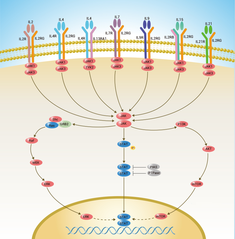 common-G-Chain-signaling-pathway.png